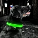 Collier lumineux pour chien Sécurité Nocturne - LumiDog