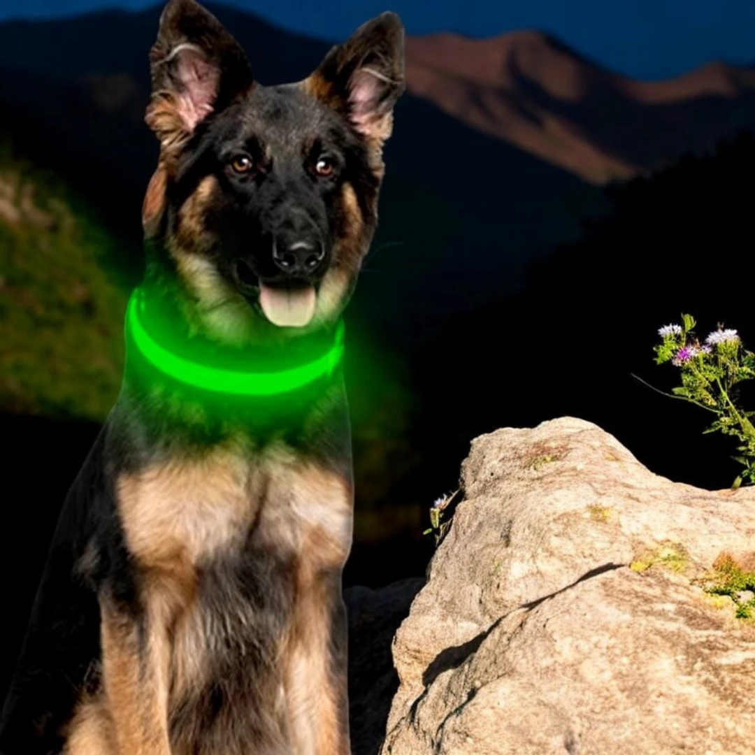 collier lumineux pour chien LumiDog monpetitwoof