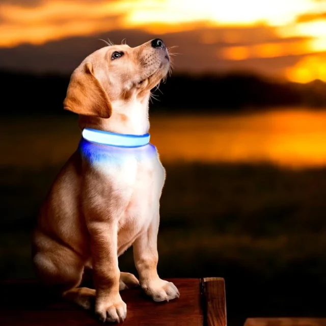 collier lumineux pour chien LumiDog monpetitwoof